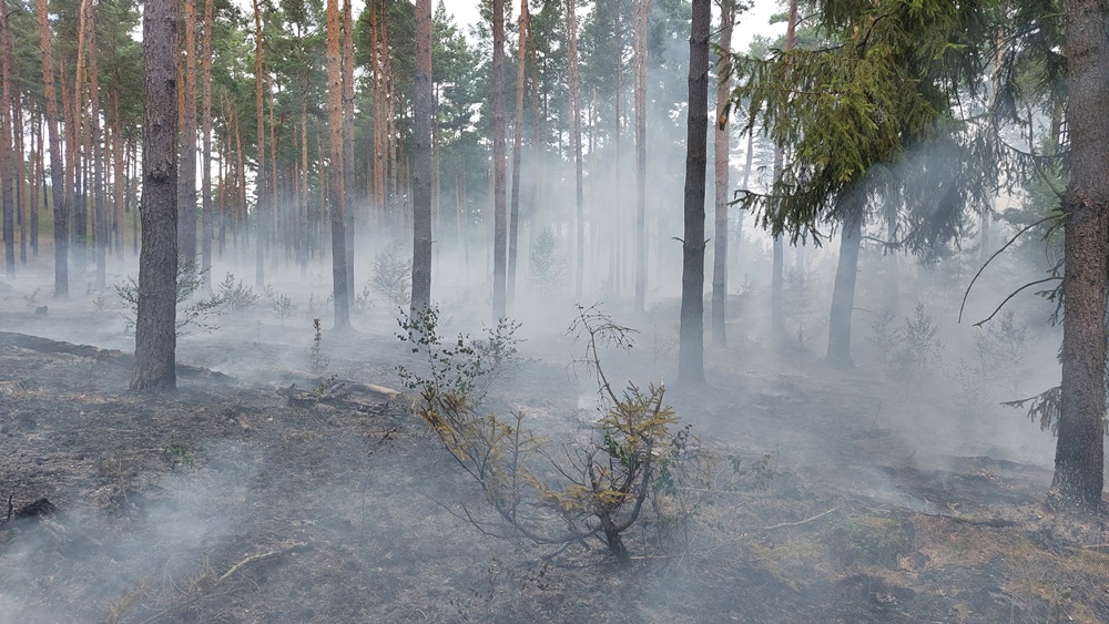 Brand im Wildnisgebiet Lieberose