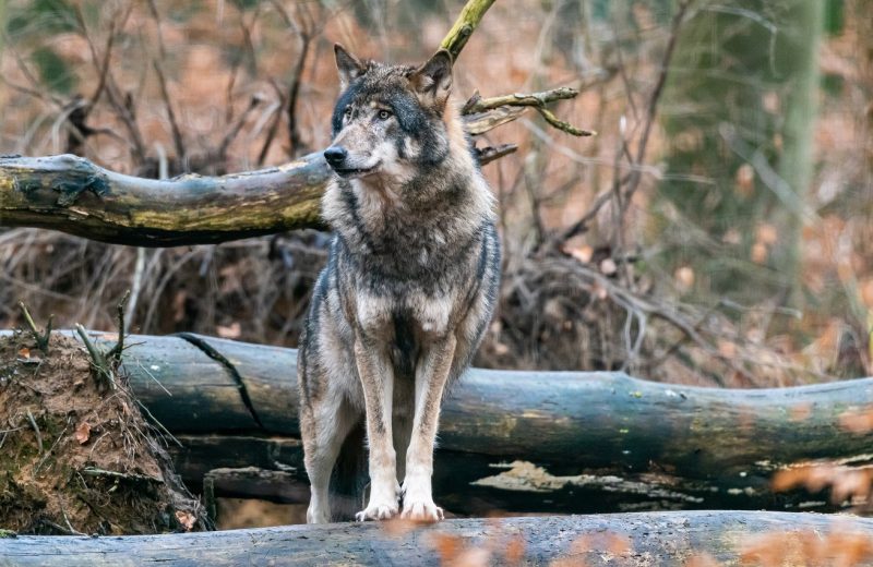 Eurasischer Wolf steht mit den Vorderbeinen auf umgestürztem Baum
