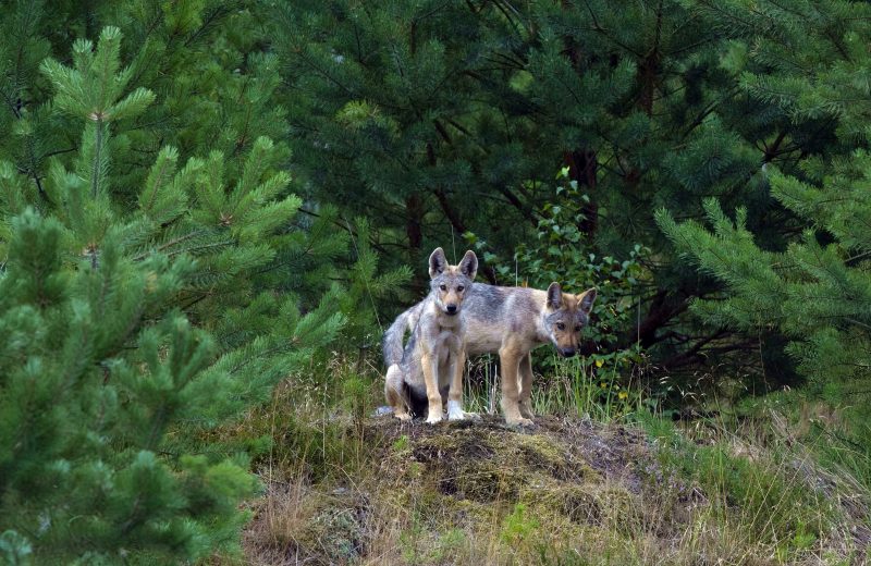 Wolfswelpen in der Wildnis-Axel-Gomille